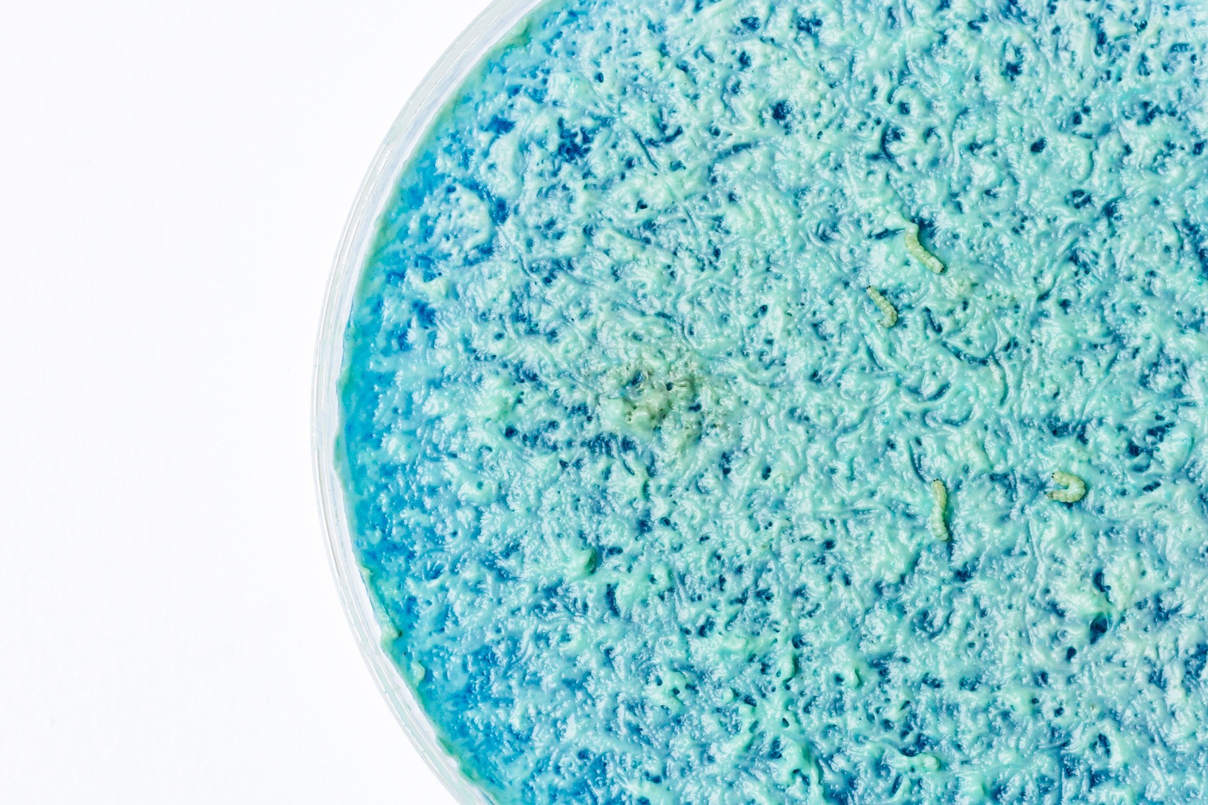 Uninvited guests found their way into an agar plate. Photo Credit: Akriti Sondhi